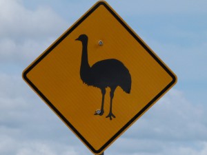 emu se toulá krajinou a  někdy vyrazí i na silnici