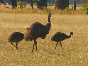 táta emu s potomky