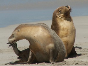 lachtan šedý - těžká pohoda na pláži Seal Bay