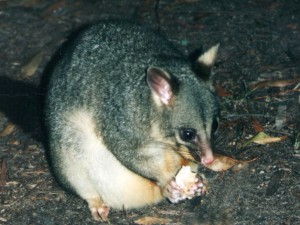 possum a jeho svačinka