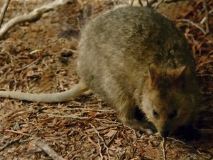 klokánek quokka - první popis od holanských námořníků zněl "krysa velikosti kočky"