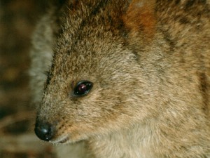 quokka - Rottnest Island - cestovani - Australie - kukabara