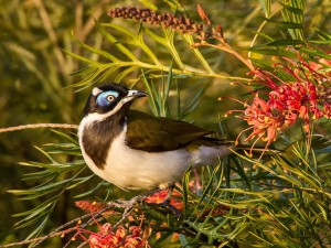 medosavka modrolící neboli blue-faced honeyeater